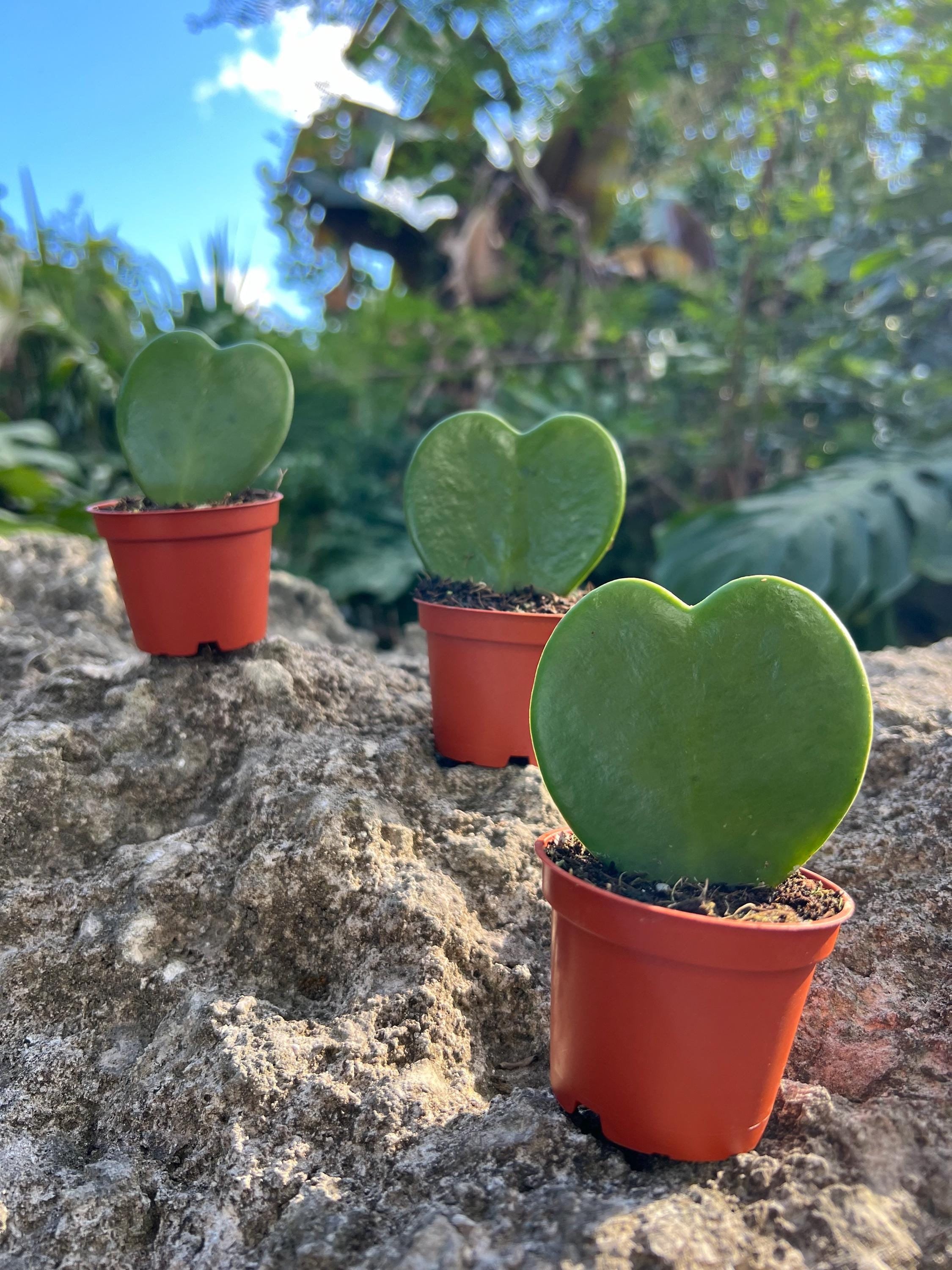 Hoya Sweetheart Kerrii | LIVE Heart Shaped Succulent Plant | Indoor &  Outdoor Tropical Plant | Home and Office | Easy Care in 2"and 4" Pot - Etsy