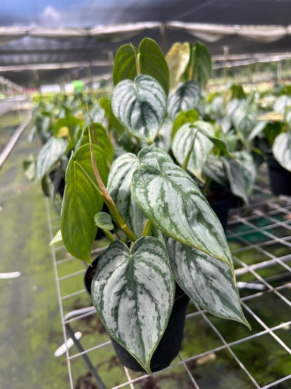 Philodendron Brandi - Silver Variegated Leaves, Tropical Houseplants 6" Pot by Succulents Box