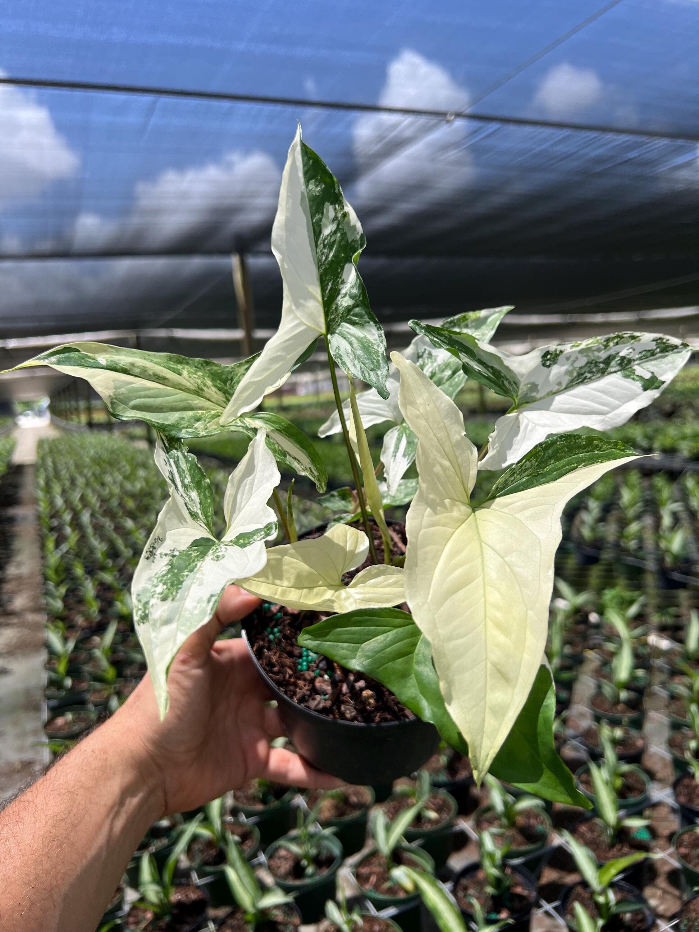 Syngonium Albo Plant - Rare Variegated Arrow Head Leaf | Live Tropical Houseplant | Indoor Home Decor | Easy Care Rooted in 4” or 6&quot; Pot