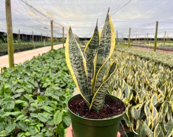 Sansevieria “manny Pacquiao”/ RARE / Unique / Chubby DARK Leaves
