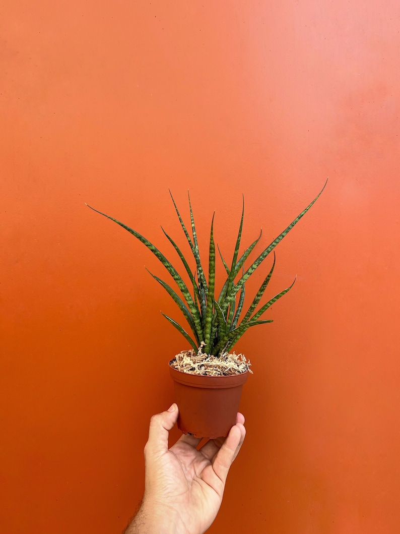 TheOddFrond Fernwood Mikado Snake Plant - Thumbnail 5