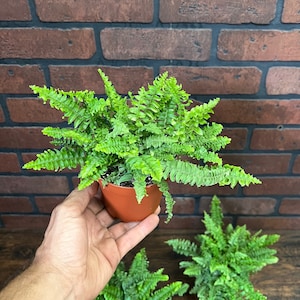 Op de afbeelding: Drie groene varens in potten met delicate bladeren. De varens staan in bruine plastic potten en staan op een houten oppervlak.