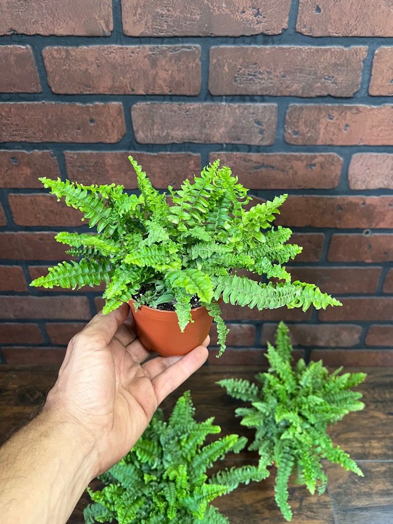 Op de afbeelding: Drie groene varens in potten met delicate bladeren. De varens staan in bruine plastic potten en staan op een houten oppervlak.
