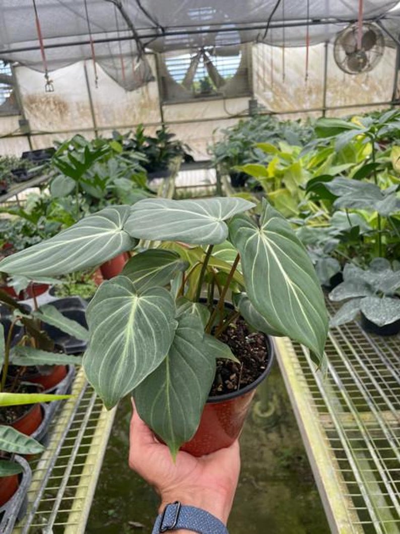 TheOddFrond Philodendron Gloriosum - Thumbnail 3