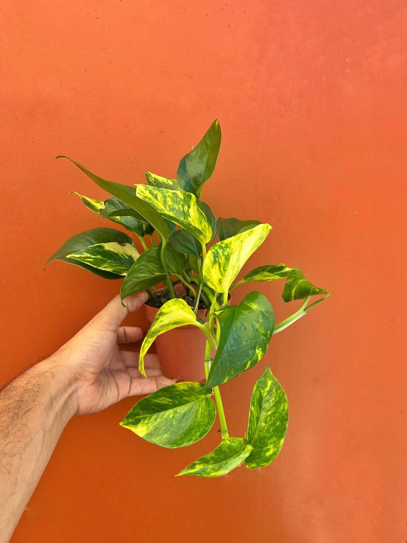 May include: A small potted plant with green and yellow variegated leaves. The plant is in a brown pot and is being held by a hand.