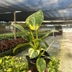 May include: A potted houseplant with large, variegated leaves in shades of green and yellow. The plant is in a black plastic pot. The background shows other plants and a greenhouse structure.