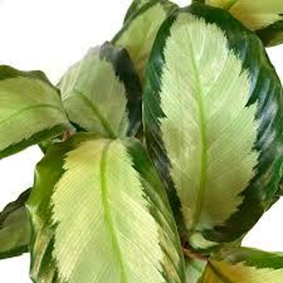 Calathea Royal Standard | Live Indoor and Outdoor Tropical House Plant |  Home and Office Decor | Easy Care Rooted in 6 Pot - Etsy