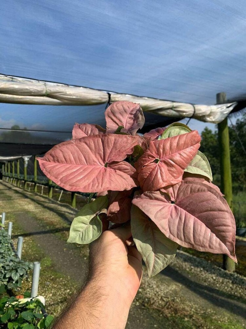 May include: A close-up of a pink and green tropical houseplant with large, heart-shaped leaves. The plant is being held by a hand.