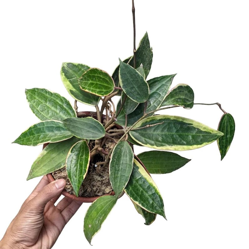 May include: A green and yellow variegated houseplant with trailing vines in a brown pot. The plant has large, oval-shaped leaves with a light green border.