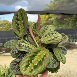 May include: Close-up of a Maranta leuconeura plant, also known as a prayer plant. The leaves are a vibrant green with a striking pattern of dark green and red veins. Water droplets are visible on the leaves, adding a fresh, natural feel.