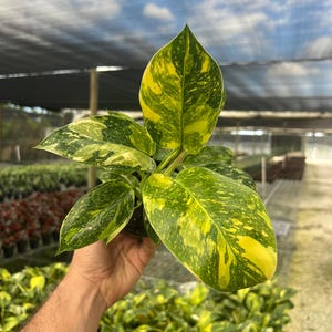 May include: Close-up of a potted plant with large, variegated leaves. The leaves display a striking pattern of yellow and green, with a glossy texture. The plant is held in a hand, with a background of other plants and a partially visible greenhouse structure.