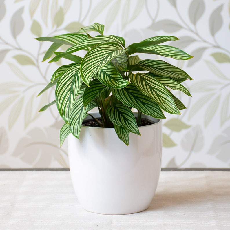TheOddFrond Calathea Vittata Prayer Plant - Thumbnail 2