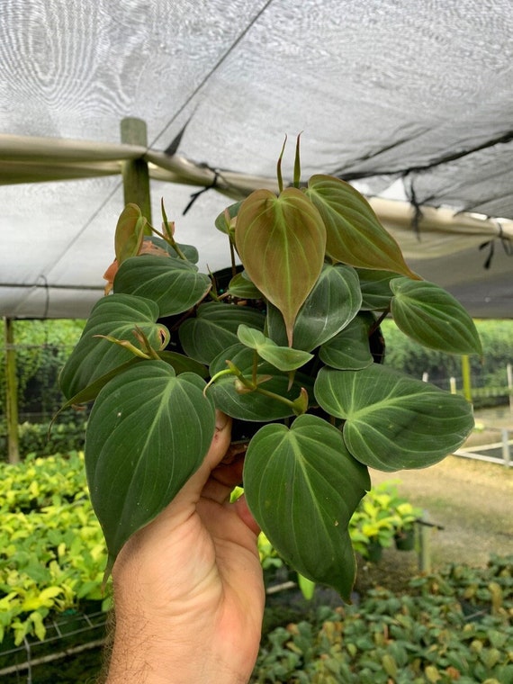 Mican Philodendron | Velvet Leaf Philo | Indoor & Outdoor Live Tropical  House Plant | Rooted Easy Care Plan in 4" or 6" Inch Pot - Etsy Israel