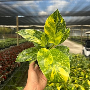 May include: A close-up of a houseplant with large, heart-shaped leaves. The leaves are a vibrant mix of green and yellow, with a speckled pattern. The plant is held in a black pot, and the background is a blurred view of a greenhouse.