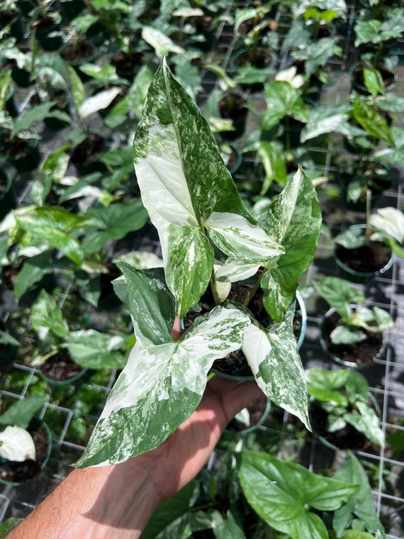 Syngonium Albo Plant - Rare Variegated Arrow Head Leaf | Live Tropical Houseplant | Indoor Home Decor | Easy Care Rooted in 4” or 6" Pot
