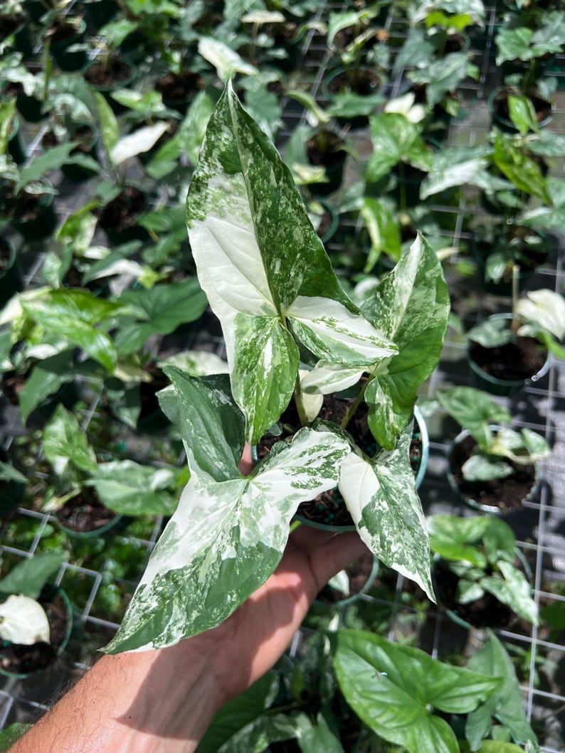 TheOddFrond Syngonium Albo Plant