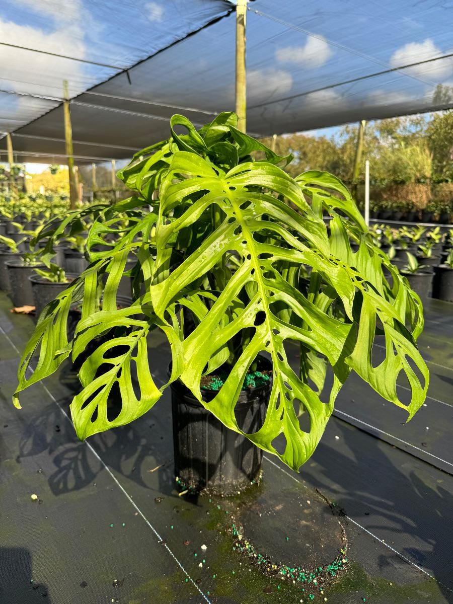 Monstera Esqueleto | True Epipremnoides Skeleton Swiss Cheese