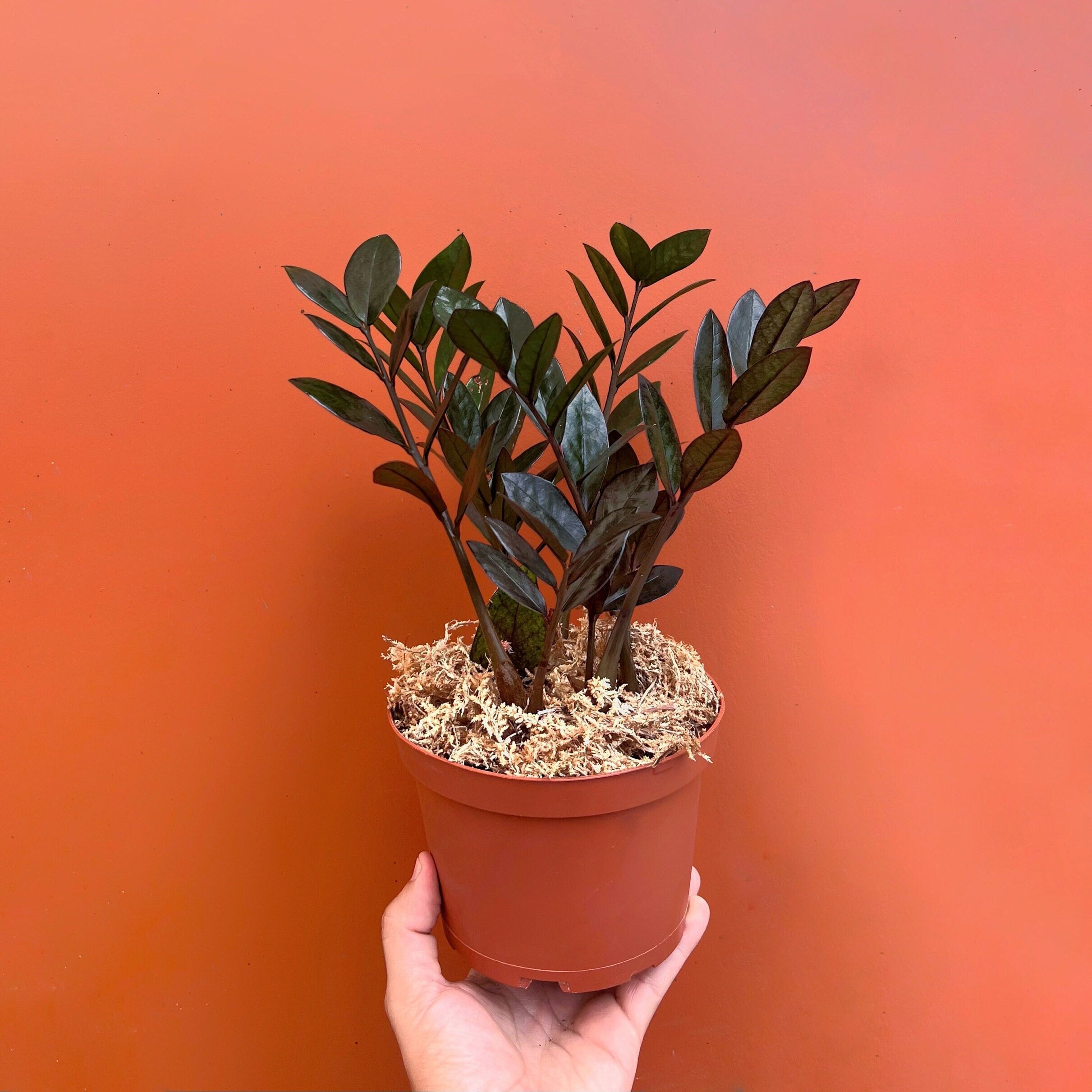 その他観葉植物 Zz Raven Deep Red Black ZZ Raven | Nova Star Plant | Live Easy Care Houseplant