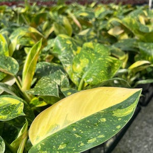 May include: Close-up of a vibrant plant with large, variegated leaves. The leaves display a striking contrast of bright yellow and deep green, with speckled patterns. The plant is in a greenhouse setting, surrounded by other plants.