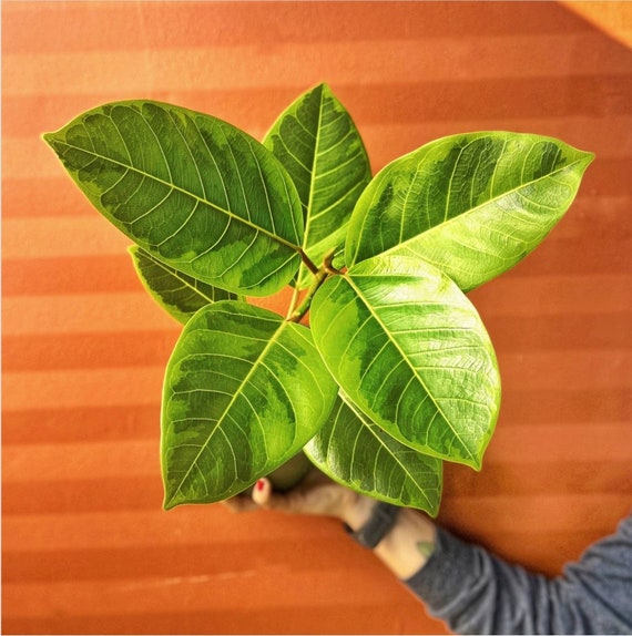 【FICUS】 Ficus Altissima Vareigated Yellow Gem in 4