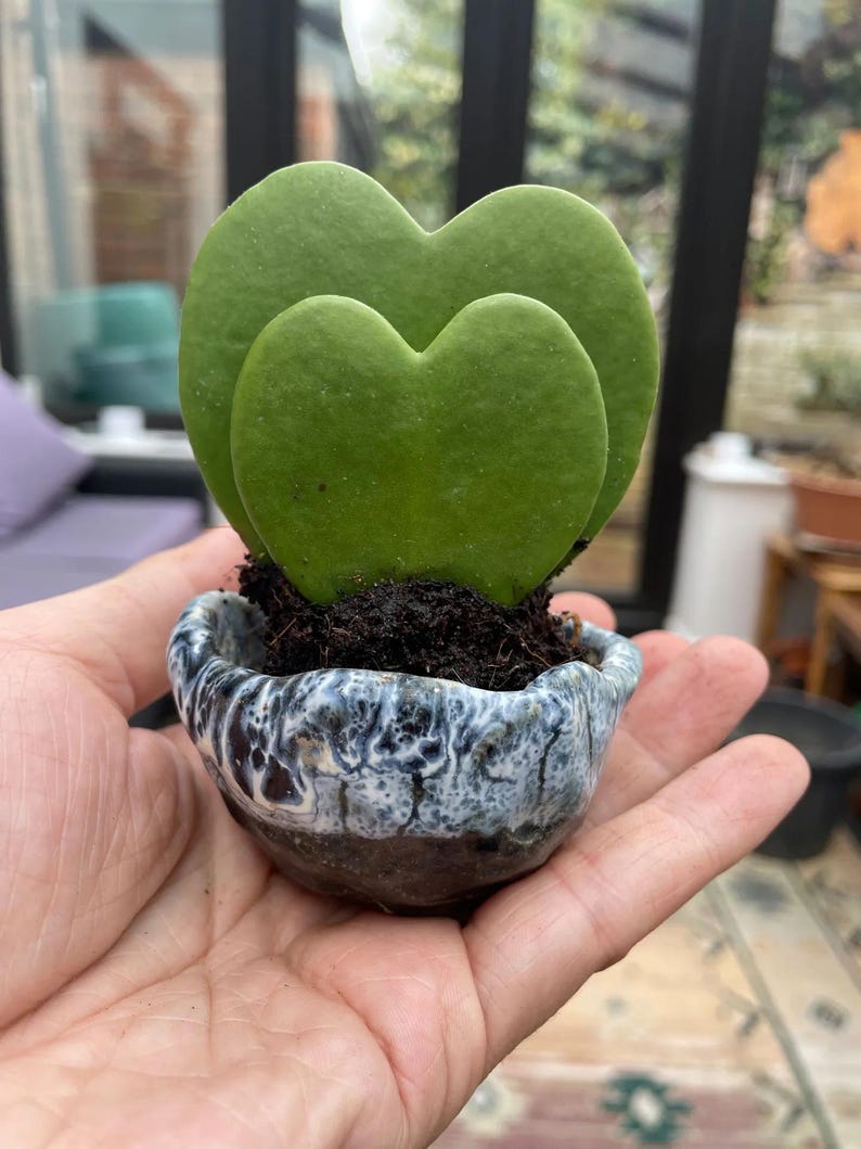 TheOddFrond Hoya Sweetheart Kerrii - Thumbnail 4