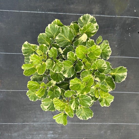Aralia Balfour Variegated Bonsai Tree | Live Indoor & Outdoor