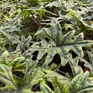 Alocasia Jacklyn Elephant Ears in 4” and  6" inch Pot | Indoor & Outdoor Live Tropical House plant | Rooted Easy Care Starter Plant