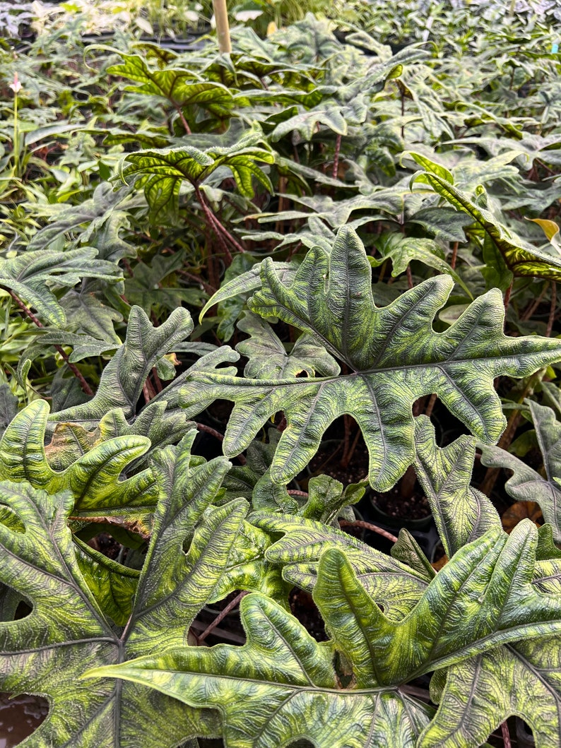 Alocasia Jacklyn Elephant Ears in 4” and  6" inch Pot | Indoor & Outdoor Live Tropical House plant | Rooted Easy Care Starter Plant