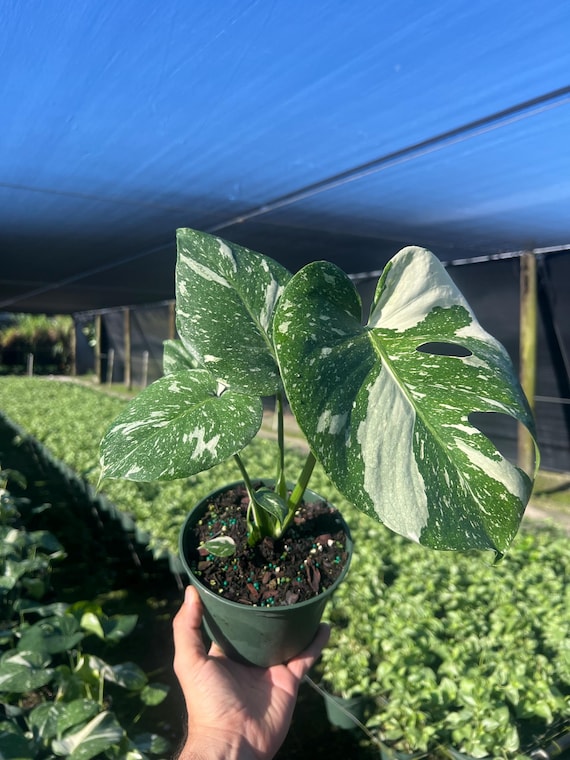 philodendron prince Explore Philodendron Prince of Orange main image 1