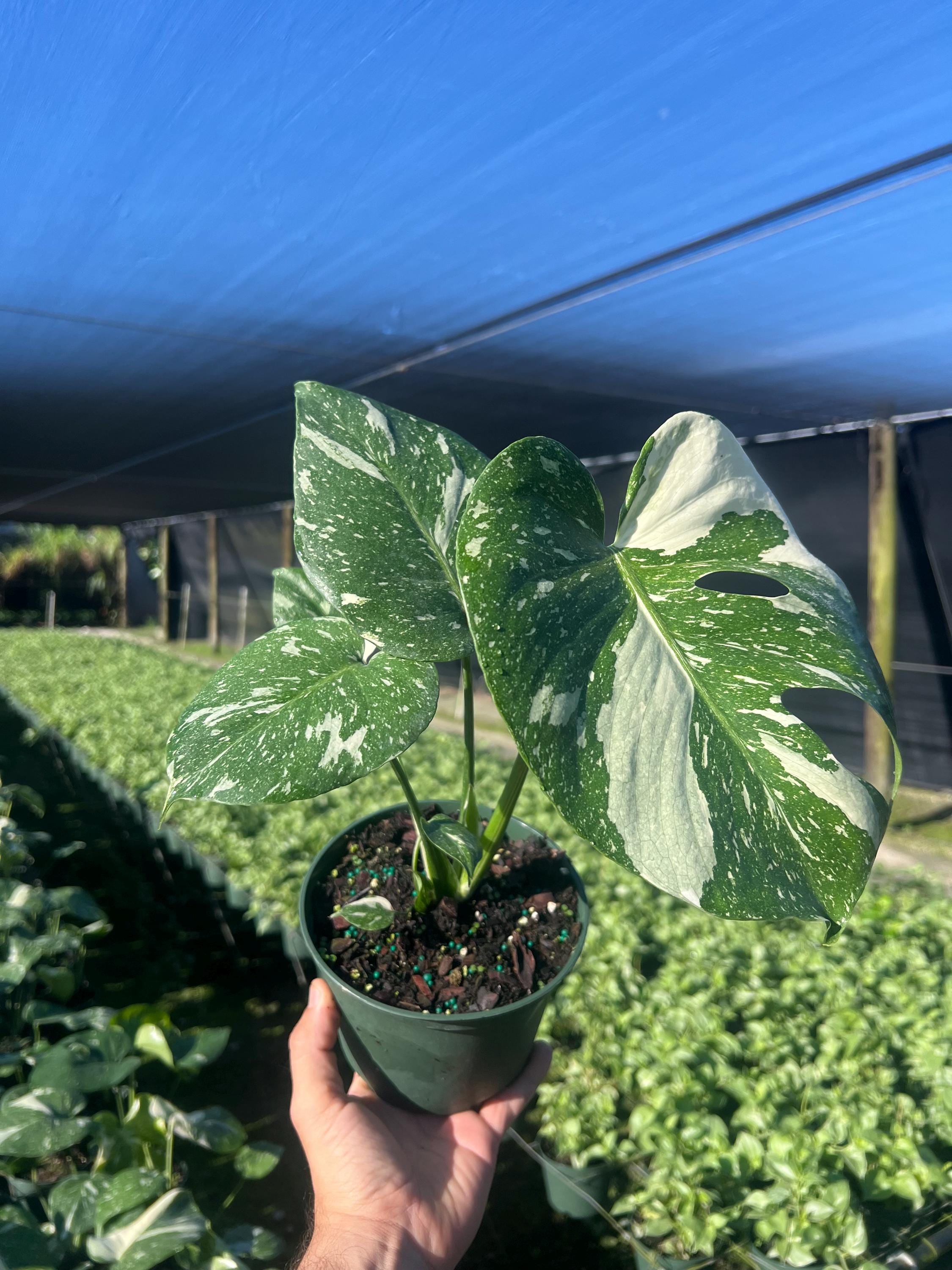 Variegated Monstera | Large Thai Constellation | Mature