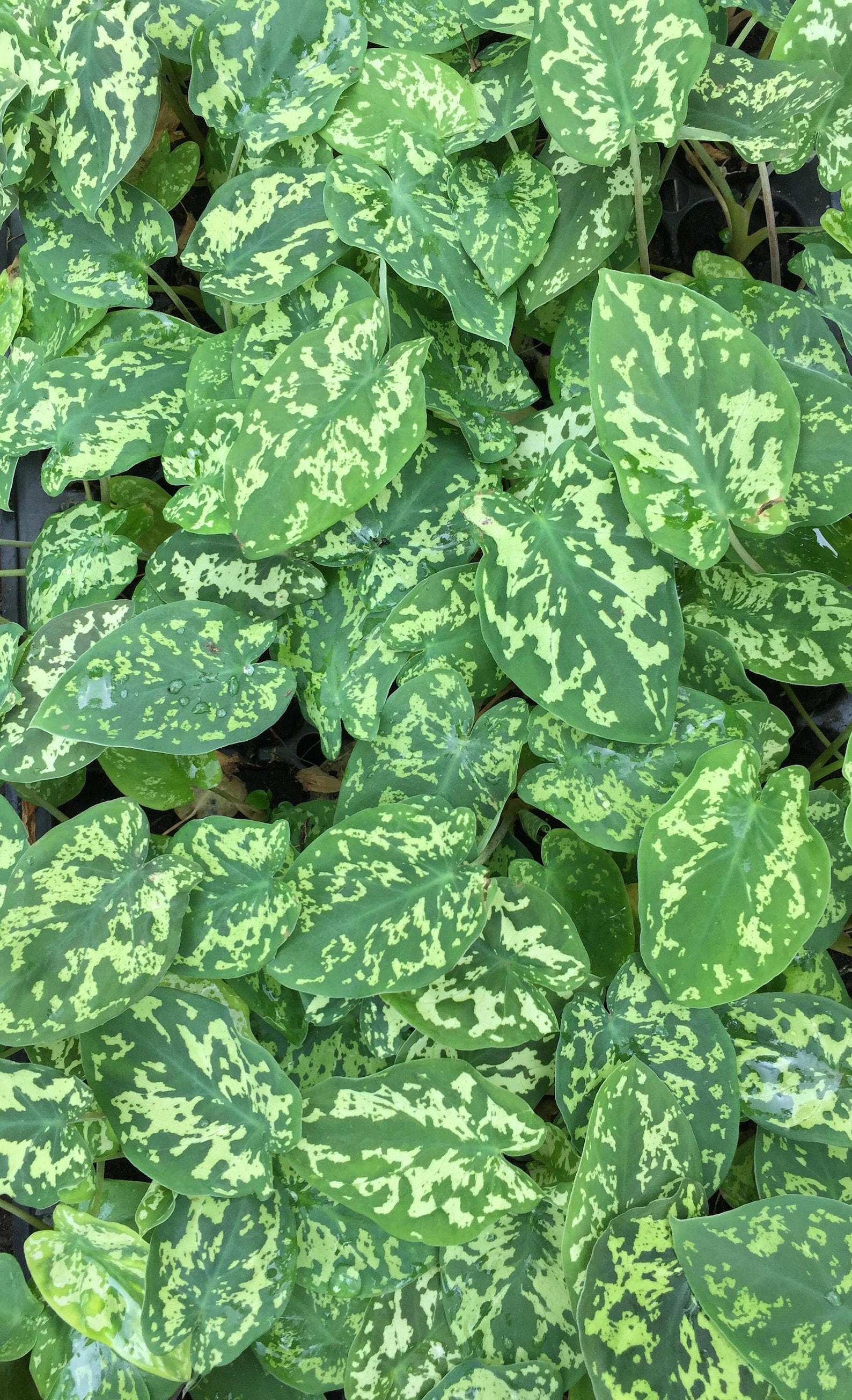 Alocasia Hilo Beauty Elephant Ears Plug Caladium Etsy