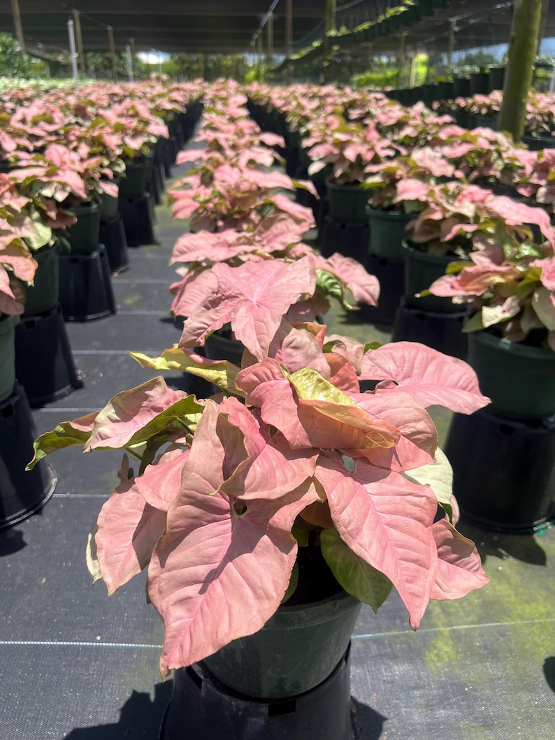 May include: A close-up of a pink and green leafy plant in a black pot. The plant is surrounded by other plants in black pots.