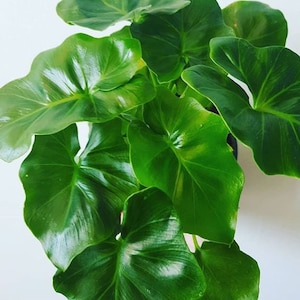 May include: Close-up of a lush, vibrant green plant with large, heart-shaped leaves. The leaves have a glossy texture and prominent veins, creating a striking visual contrast. The plant is a popular choice for indoor decor.