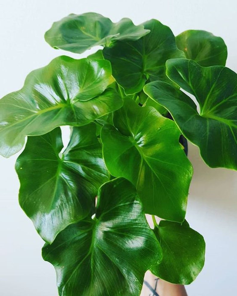 May include: Close-up of a lush, vibrant green plant with large, heart-shaped leaves. The leaves have a glossy texture and prominent veins, creating a striking visual contrast. The plant is a popular choice for indoor decor.