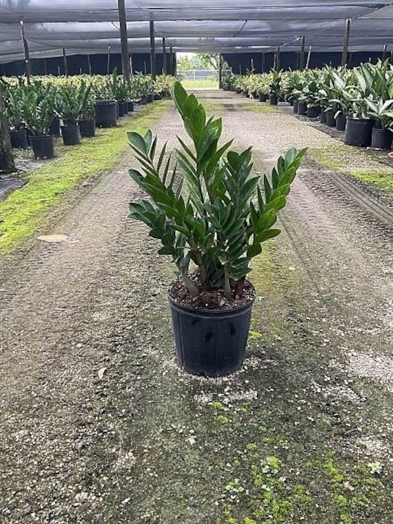 ZZ Plant in Large 8" Pot | Zamioculcas Zamiifolia | Live Houseplant |  Indoor and Outdoor House Plant | Rooted Easy Care Plant - Etsy