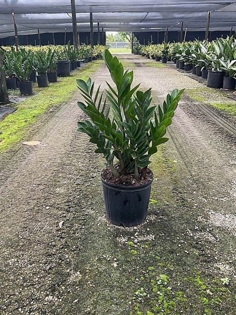 TheOddFrond ZZ Plant - Thumbnail 3