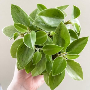 Puede incluir: Primer plano de una planta de Peperomia con hojas verdes ovaladas con bordes blancos y vetas finas. La planta está en una maceta, sostenida por una mano, sobre un fondo neutro. Las hojas están dispuestas de forma compacta.
