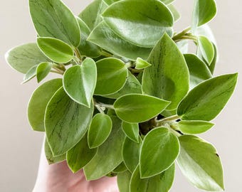 Peperomia Pixie Lime Radiator Plant | Live Tropical Houseplant | Outdoor and Indoor | Home & Office Decor | Easy Care in 4" Pot