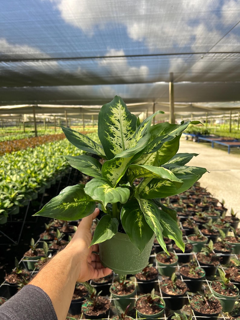 TheOddFrond Dieffenbachia Compacta