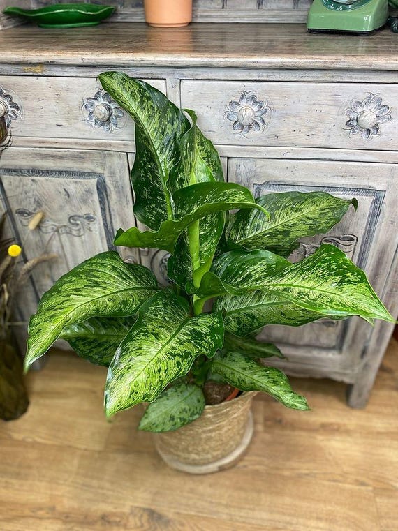 all green philodendron Philodendron Green Sky  Ecuagenera USA Corp