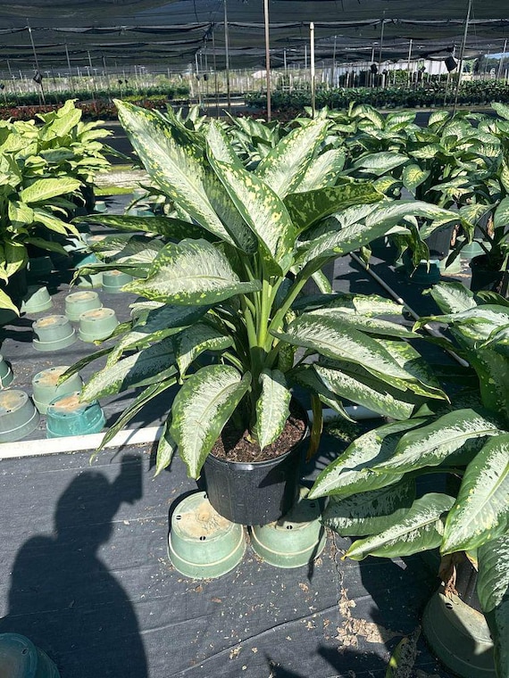 buy monstera deliciosa plant Monstera Deliciosa 'Swiss Cheese Plant' Houseplant 17cm Pot