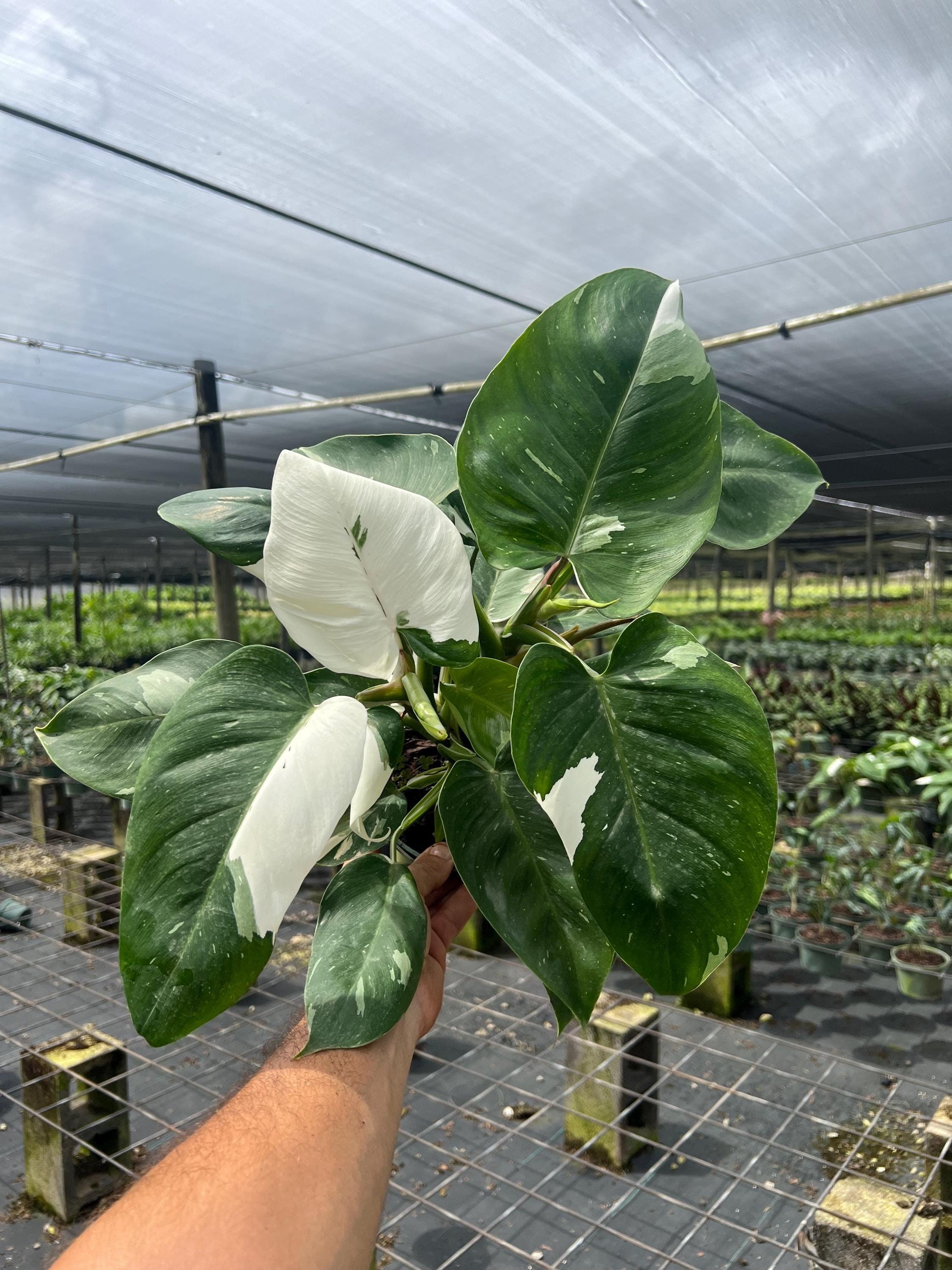 Philodendron White Wizard | Live Rare Variegated Indoor Tropical House plant | Easy Care Plant Rooted in 6" inch Pot