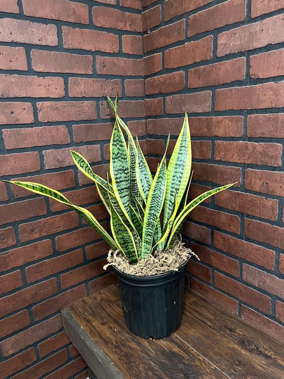 Sansevieria Laurentii | Snake plant | Live Tropical Indoor and Outdoor  Houseplant | Home and Office Decor | Easy Care in 4", 6" and