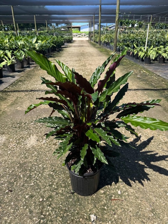 Velvet Calathea Rufibarba | Feather Prayer Plant | Live Indoor Outdoor  Tropical Houseplant | Home Office Decor | Easy Care in 6" and 8" Pot - Etsy