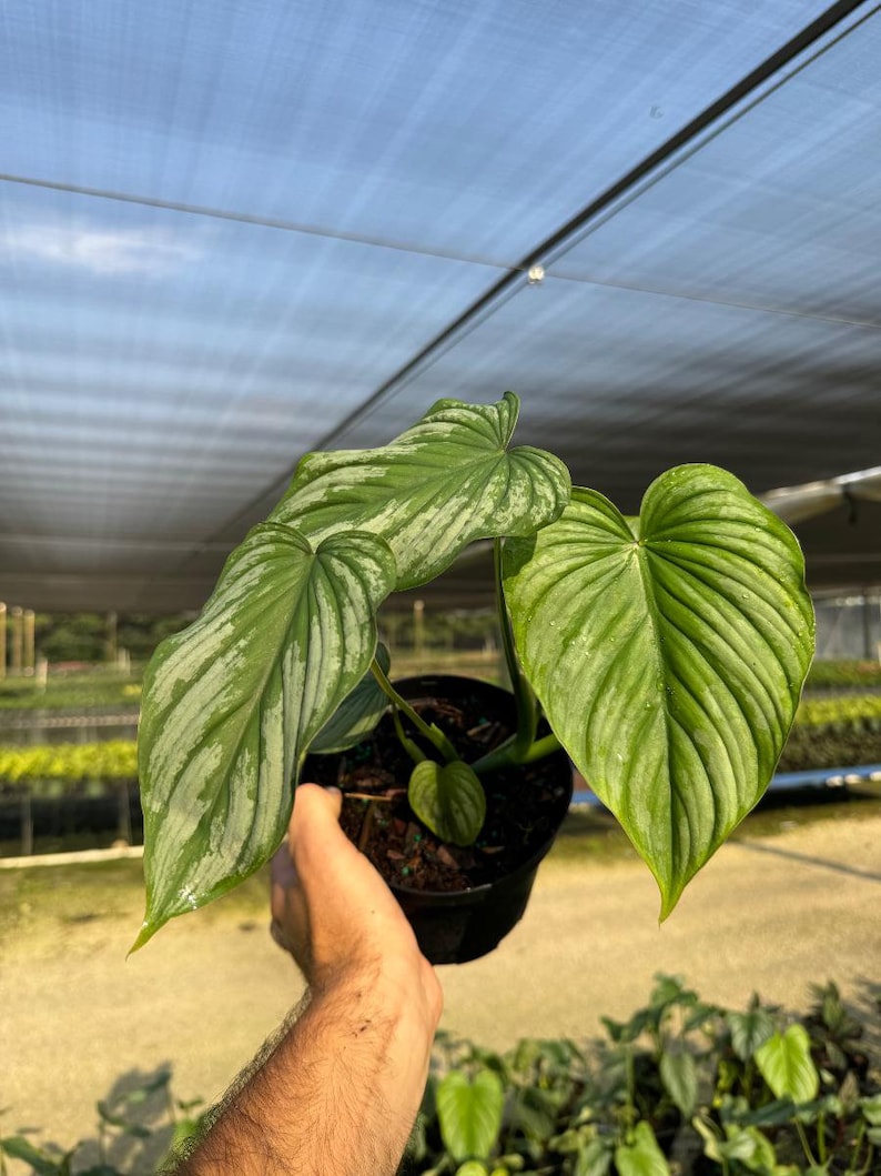 TheOddFrond Philodendron Mamei - Thumbnail 2