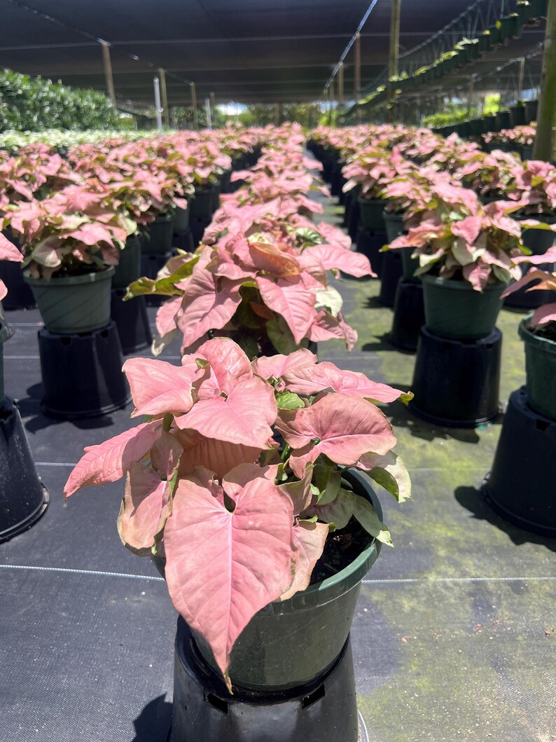 May include: A row of pink and green leafy plants in black pots, growing in a greenhouse setting.