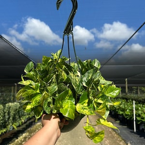 Hawaiian Pothos in 4", 6”, 8" HB | Live Devils Ivy Vine | Well Rooted | Easy Indoor Plant | House Plant | Air Purifying Plant image 12