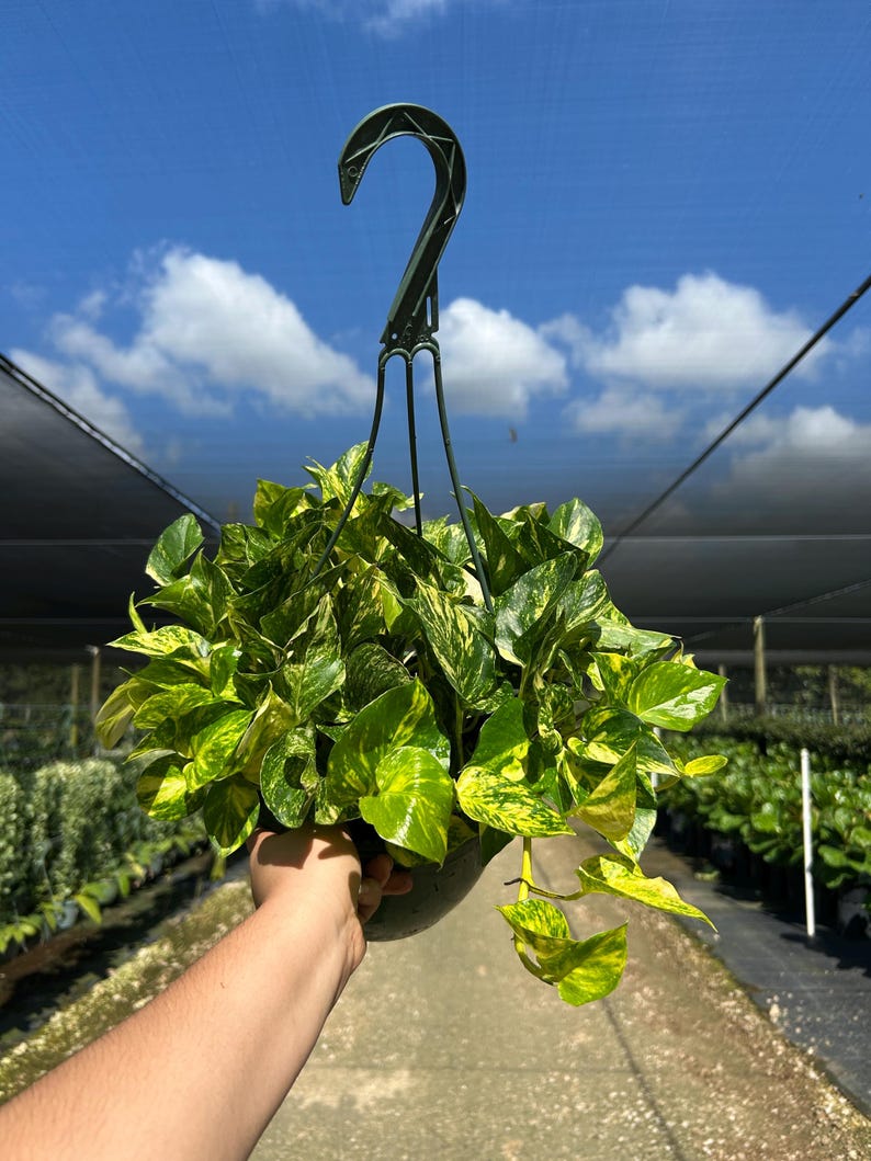 Hawaiian Pothos in 4", 6”, 8" HB | Live Devils Ivy Vine | Well Rooted | Easy Indoor Plant | House Plant | Air Purifying Plant image 12