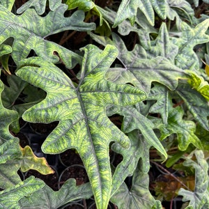 Alocasia Jacklyn Elephant Ears in 4” and  6" inch Pot | Indoor & Outdoor Live Tropical House plant | Rooted Easy Care Starter Plant
