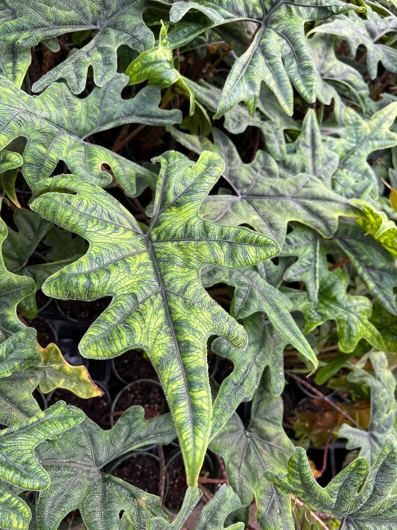 Alocasia Jacklyn Elephant Ears in 4” and  6" inch Pot | Indoor & Outdoor Live Tropical House plant | Rooted Easy Care Starter Plant